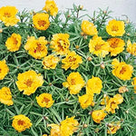  bright yellow moss rose flowers blooming over succulent foliage


