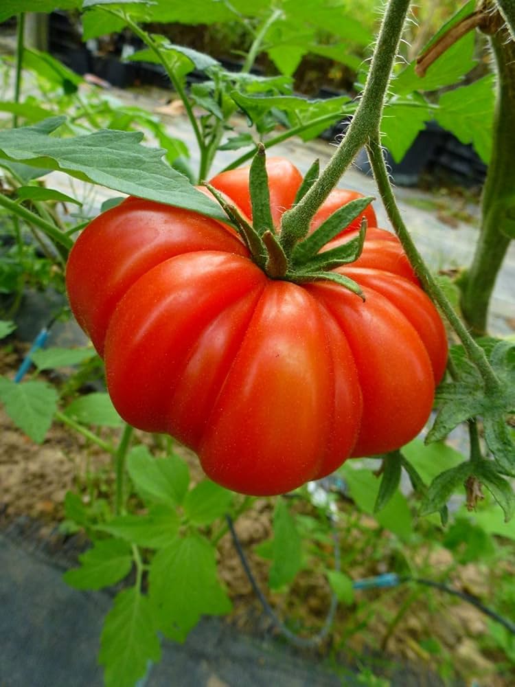 Tomato Solanum Lycopersicum Beefsteak Bites Vegetable Seeds for Planting – Perfect for Container Gardening and Snacking