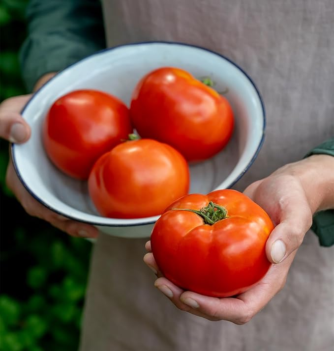 Favorite Truck Driver Tomato Seeds Pieces, Awesome Slicer