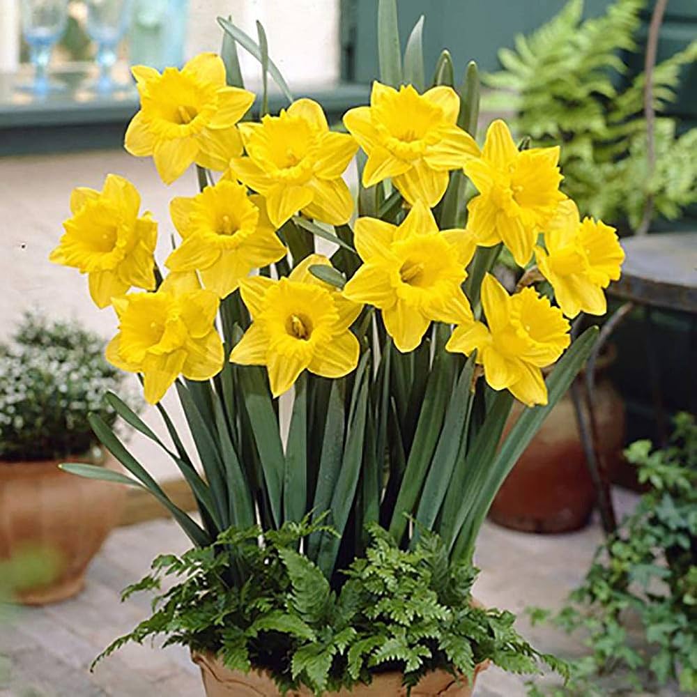 Daffodil Flower Seeds for Planting for Home Garden and Bonsai Decoration