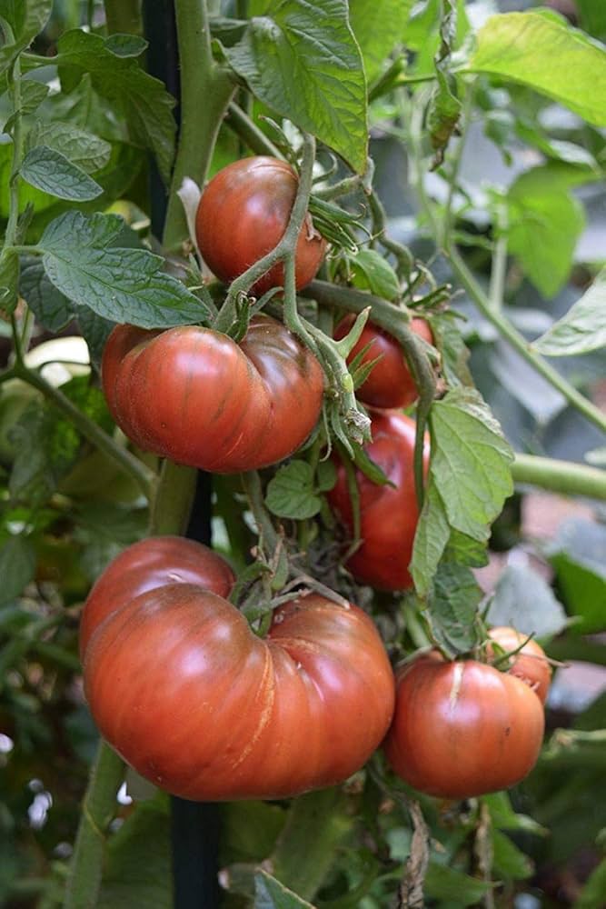 Cherokee purple tomato seed for garden planting