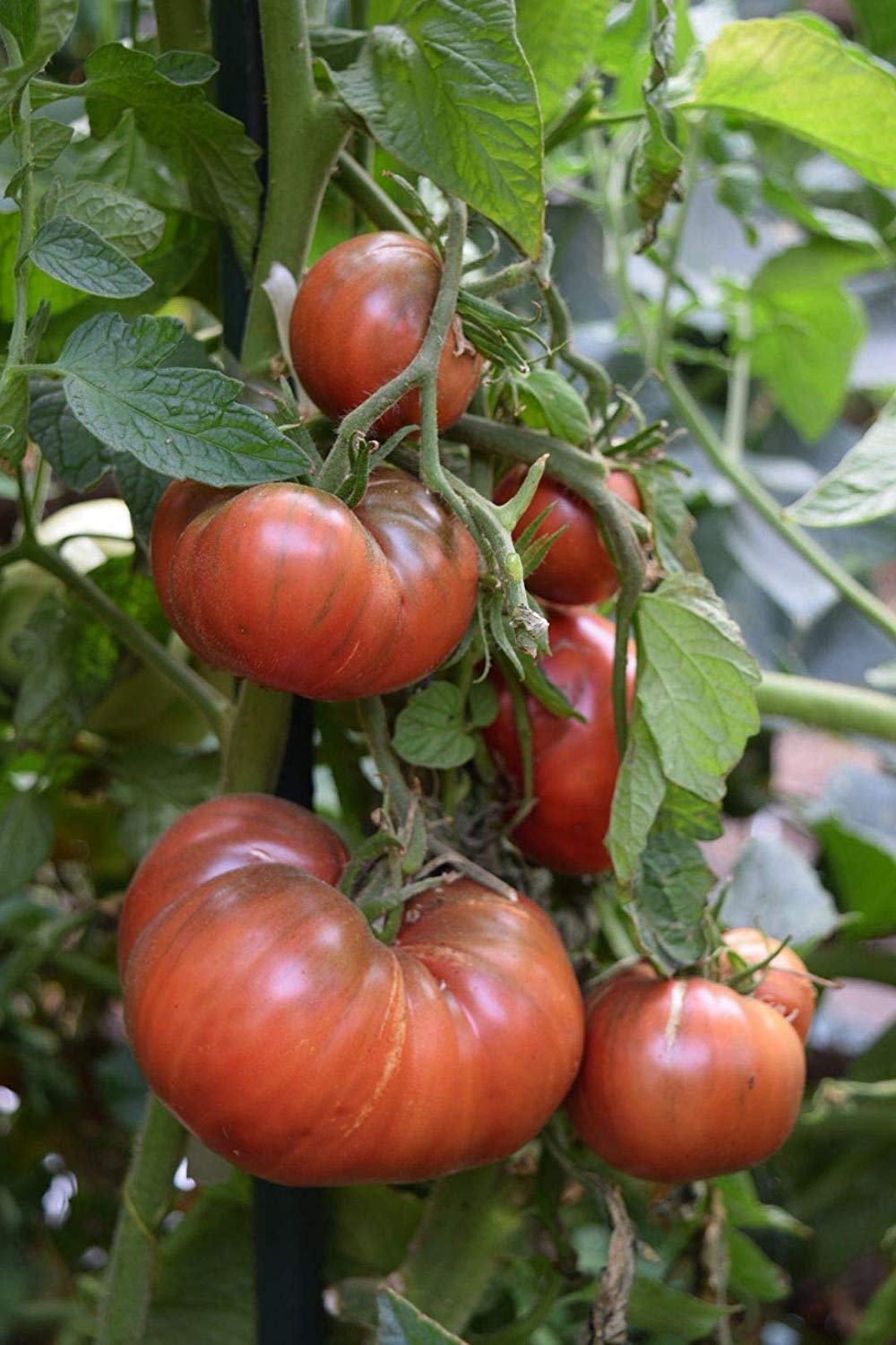 Tomato Purple Beefsteak Solanum lycopersicum vegetable seeds for planting in backyard garden or kitchen garden