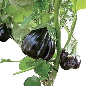 Futaba Giant Black Eggplant Solanum melongena seeds for planting