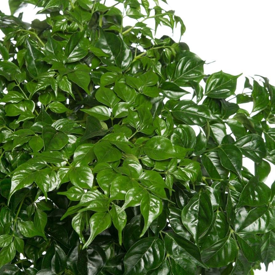 Organic Green Radermachera Plant Seeds for Planting – Heirloom, Non-GMO