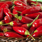 Peter Pepper red hot chili seeds for spicy gardens