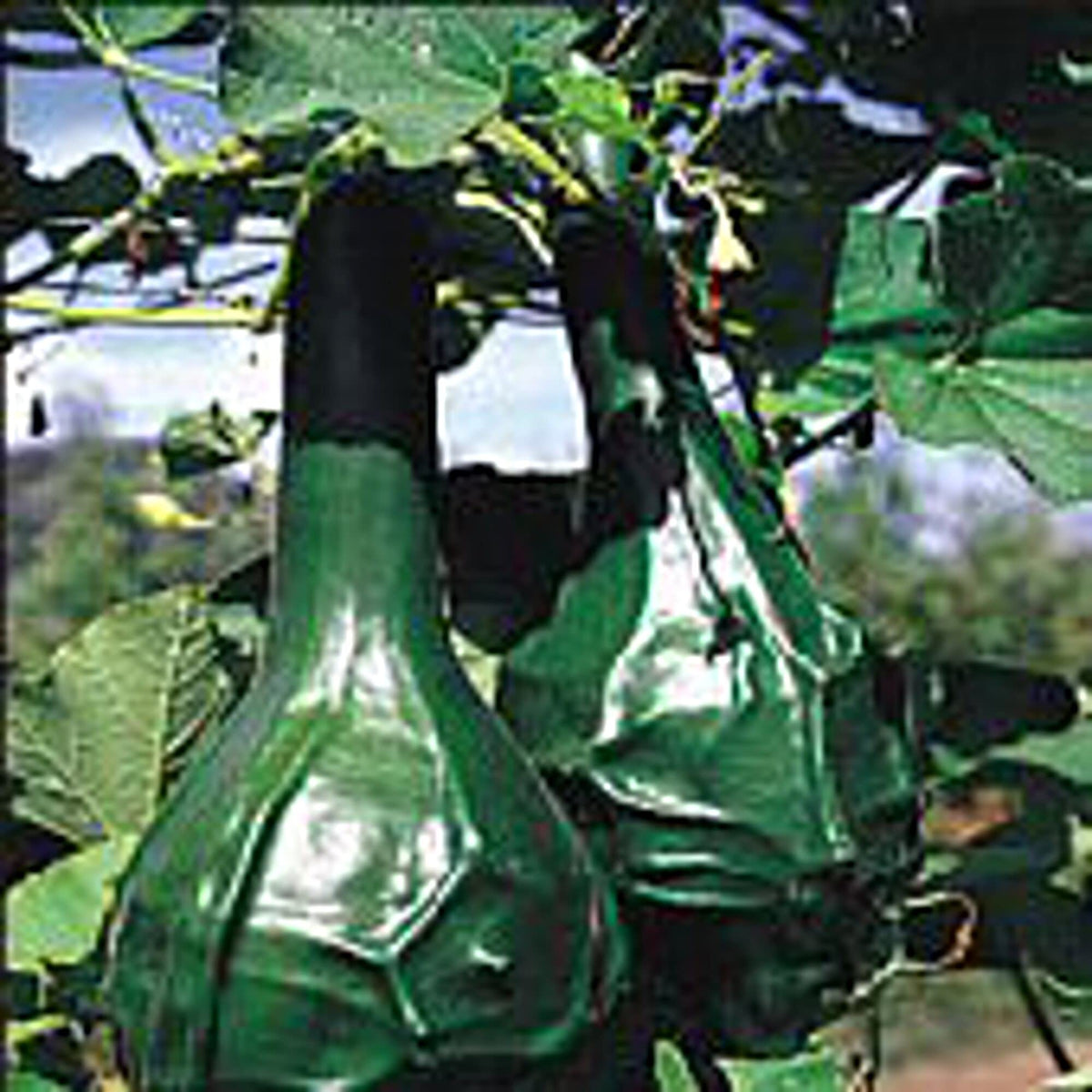 Maranka Dinosaur Gourd Seeds for Planting Cucurbita maxima for vegetable gardens and novelty patches