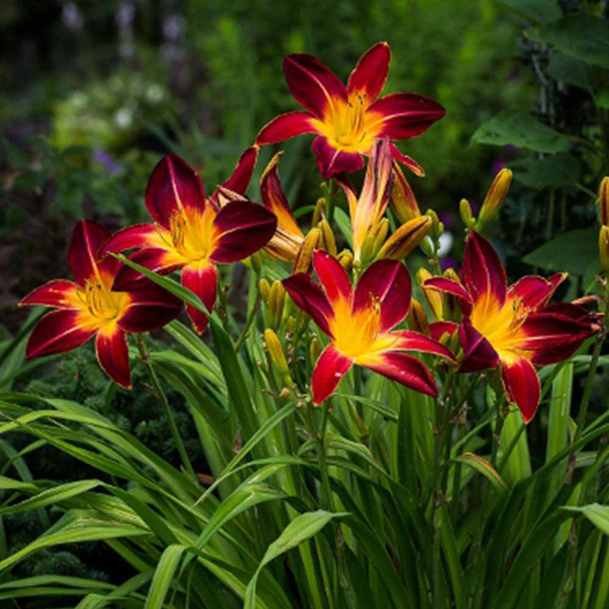 Daylily Hemerocallis Taglilie Flowering Seeds For Planting in home garden or backyard landscaping