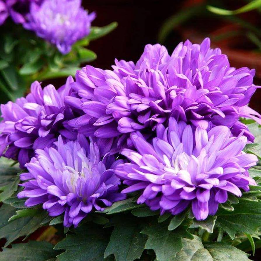 Chinese Aster Callistephus chinensis seeds for planting in flower bed