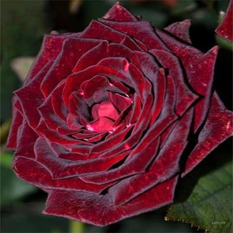 Multiple Colors Rose Seeds for Vibrant, Multi-Hued Garden Blooms
