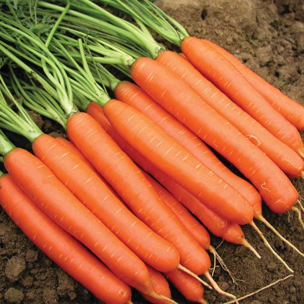 Scarlet Nantes Non-GMO Carrot Seeds