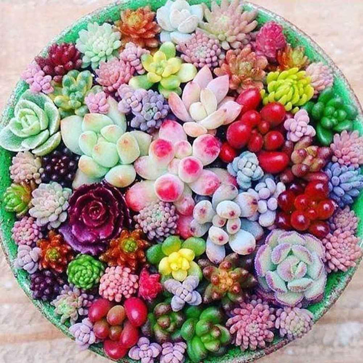 Yellow Red Heirloom Echeveria Plant Seeds, Non-GMO Rosette Succulents for Decorative Garden Planting