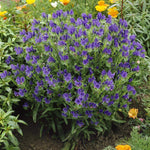 Echium Blue Bedder flower seeds for vibrant garden planting