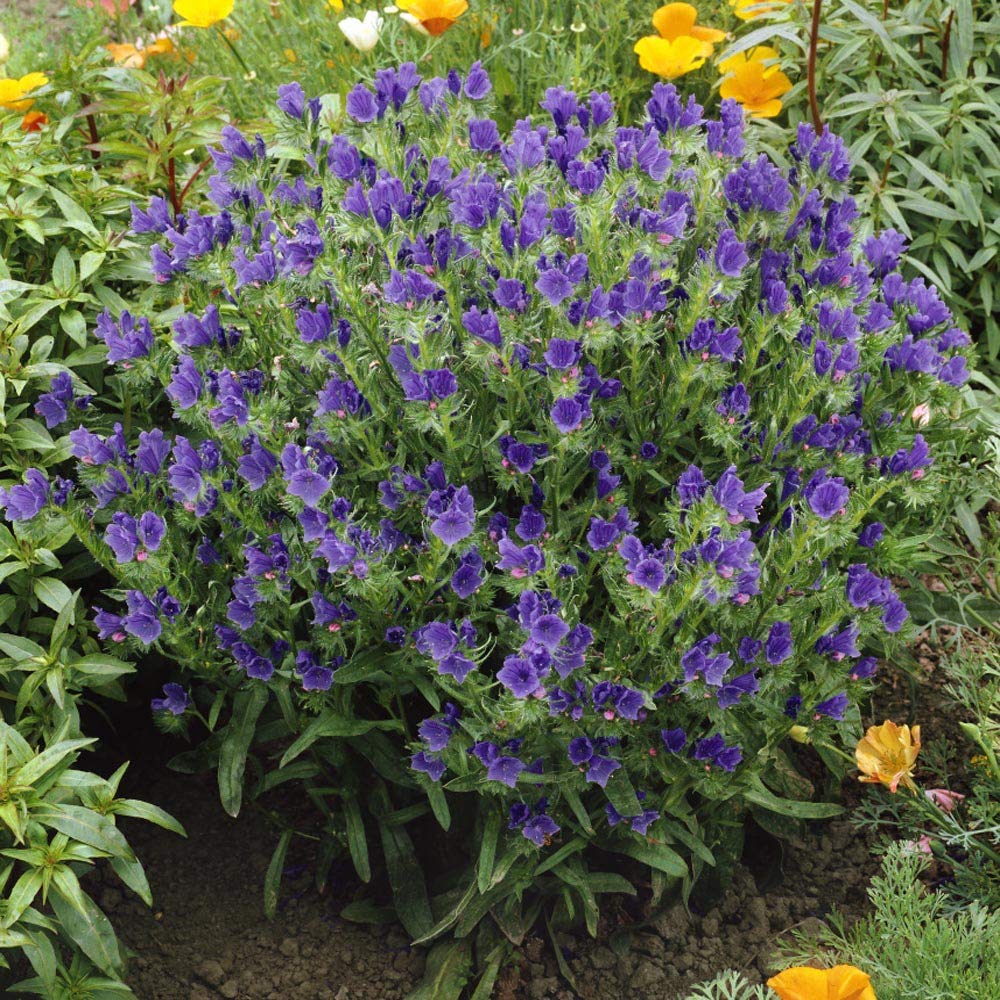 Echium Blue Bedder flower seeds for vibrant garden planting