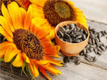 Sunflower Helianthus annuus for planting in flower bed