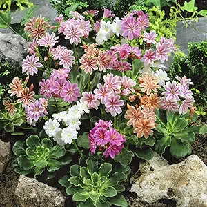 Strain Flower Various Species for planting in flower bed
