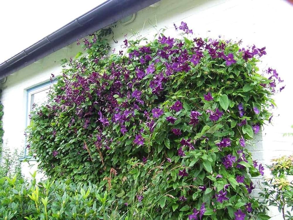 Clematis Climbing Clematis spp. Seeds for Planting in Vertical Garden