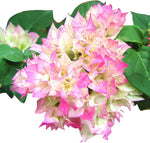 Climbing Bougainvillea Flower Seeds for Planting - 100 pcs for planting in your garden.