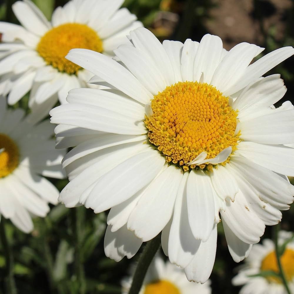 Chrysanthemum Seeds Pink Marigold Daisy Perennial Flower Mix