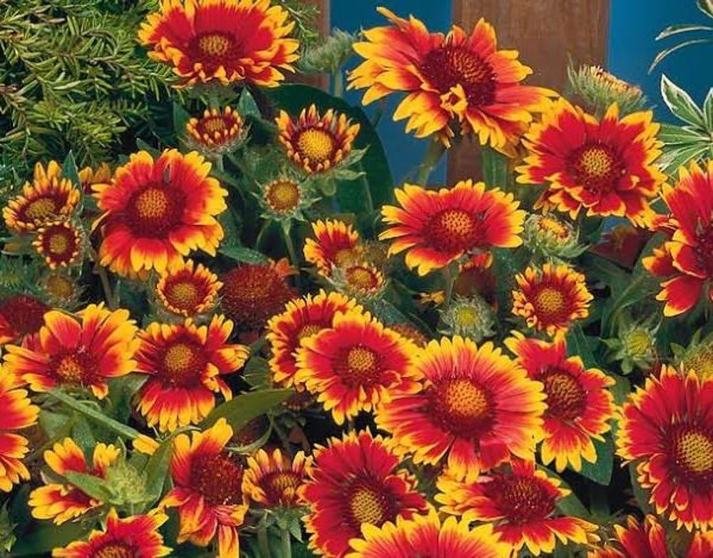 Blanket Flower - Seeds Wildflower Gaillardia aristata – Heirloom, Non-GMO, High Germination Organic Garden Seeds