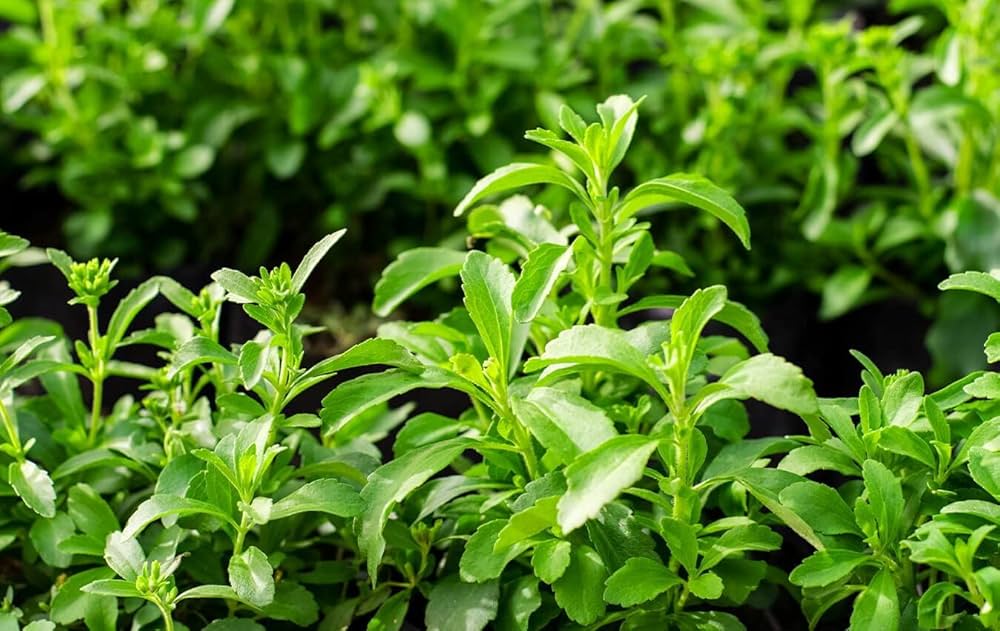 Stevia Plant Seeds for Natural Sweetener and Herbal Gardens-Heirloom & Non-GMO Seeds for planting – Fresh Herb for Your Garden