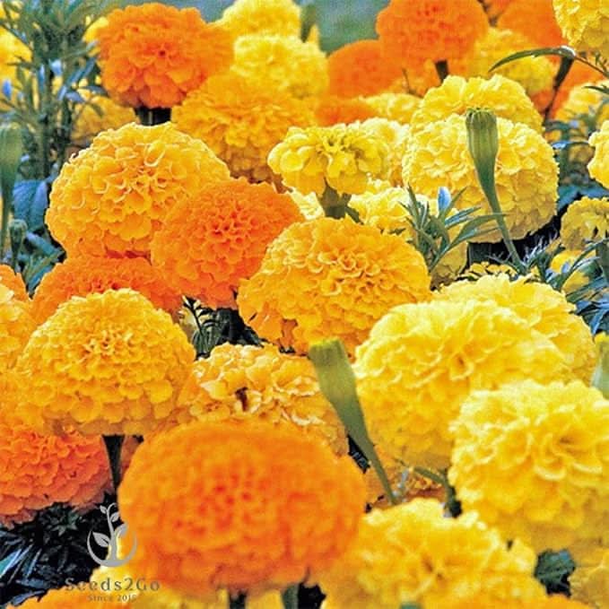 Crackerjack Mix Marigold Seeds African Tagetes Flower Seeds