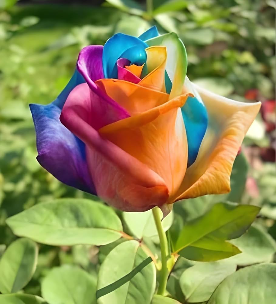Rainbow Rose Rosa hybrida clear flower seeds for decorative home garden planting