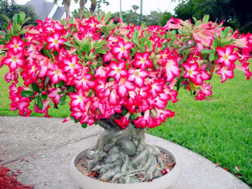 Desert Rose Adenium Obesum Formaldehyde-Absorbing Flower Seeds for Planting – Suitable for Bonsai and Indoor Air Purifying Use