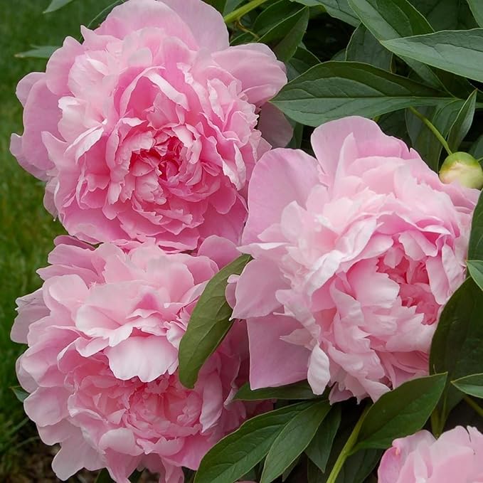 Elegant Pink Peony Flower Seeds, for Bonsai & Potted Plants
