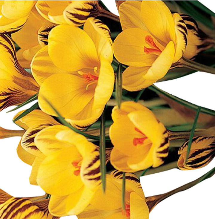 Heirloom Non-GMO Yellow Crocus Flower Seeds for Garden Planting – Early Spring Blooming Variety