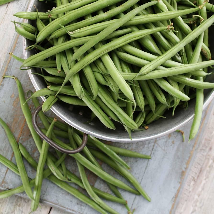Tenderette Green Bean Phaseolus vulgaris vegetable seeds for vertical garden