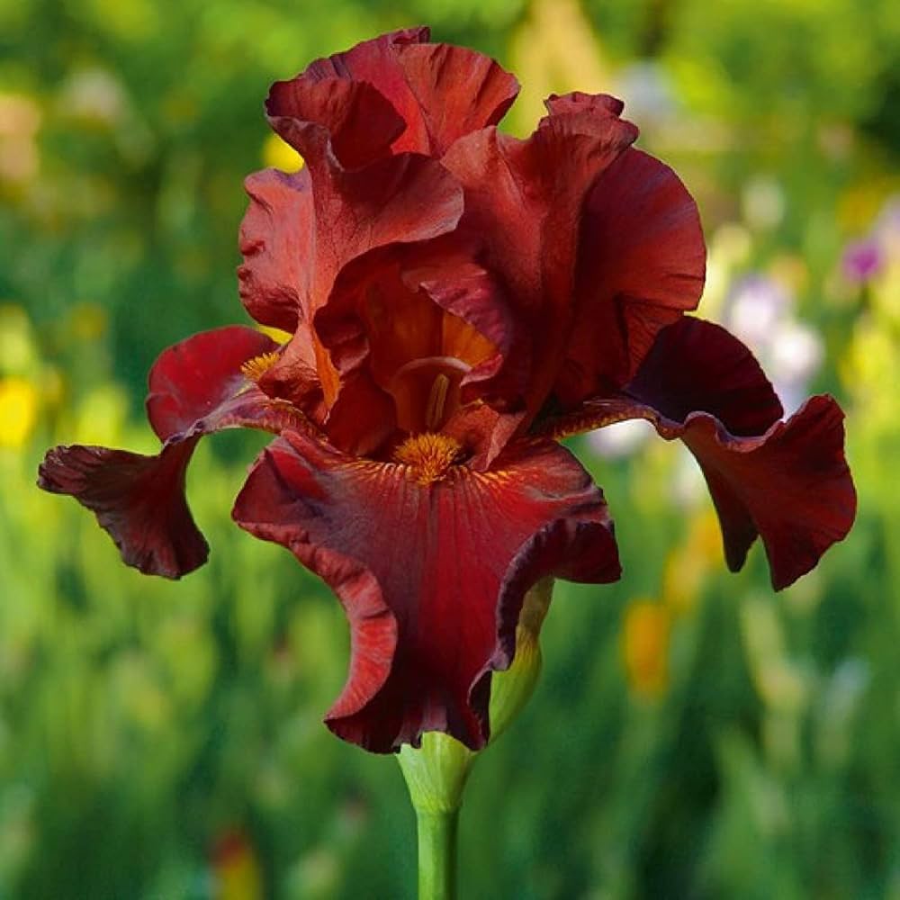 Bearded Iris Seeds Iris germanica Bold Colors for Planting in Urban Garden or Backyard Flower Bed