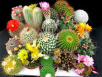 Flowering cactus mix seeds for home garden pot planting