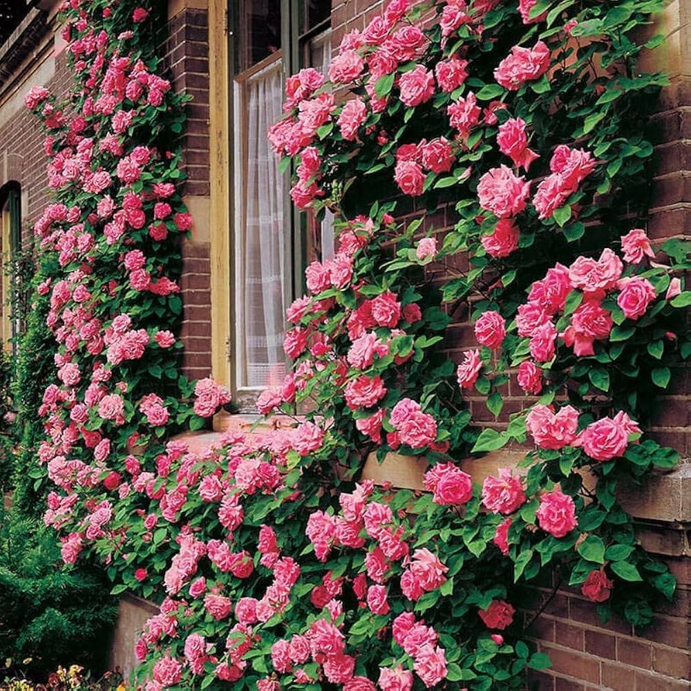 Climbing Rose mixed color seeds