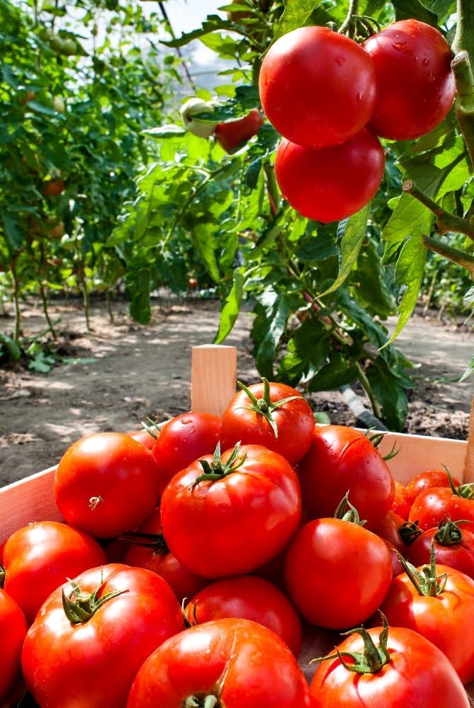 Tomato Seeds - Homestead