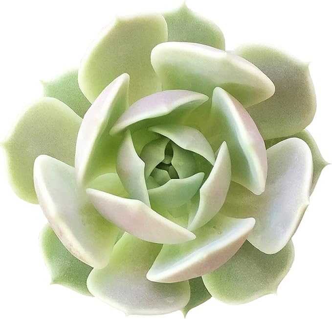 Echeveria Cante cm Choice White Leaved Mexican Rosette Succulent