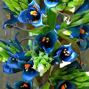 Puya Alpestris for planting