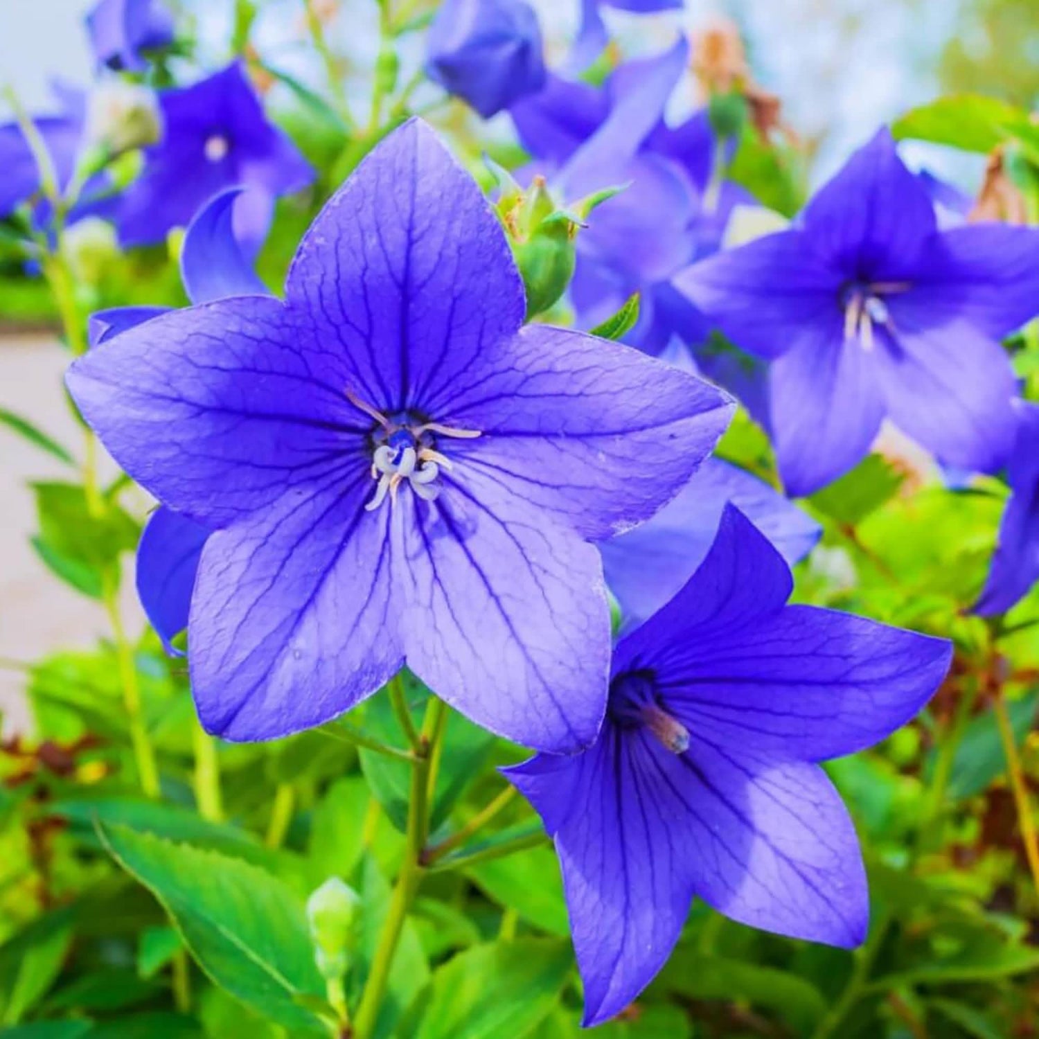 Blue Balloon Flower Platycodon Grandiflorus Perennial Plant Seeds