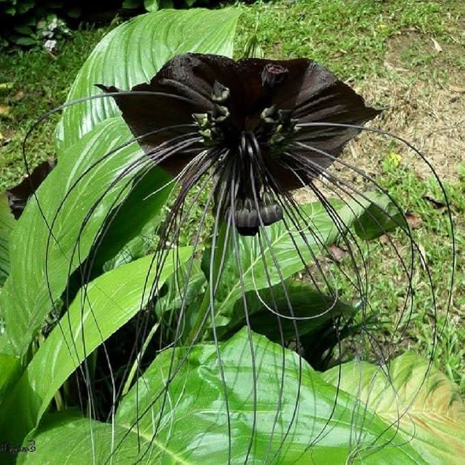 Black Orchid Perennial Flower Seeds for Balcony & Garden