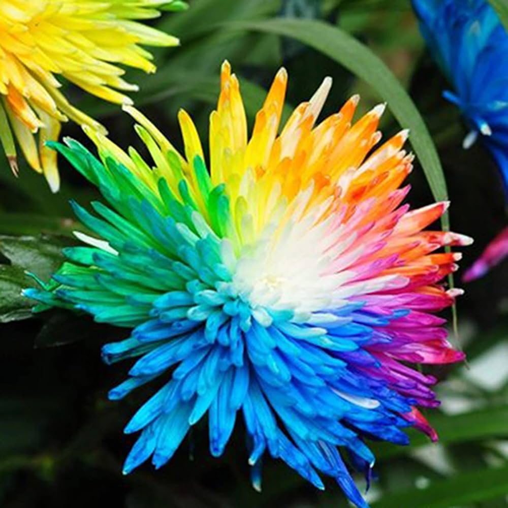 Aster Multicolored Rainbow Chrysanthemum Perennial Flowering Seeds For Planting