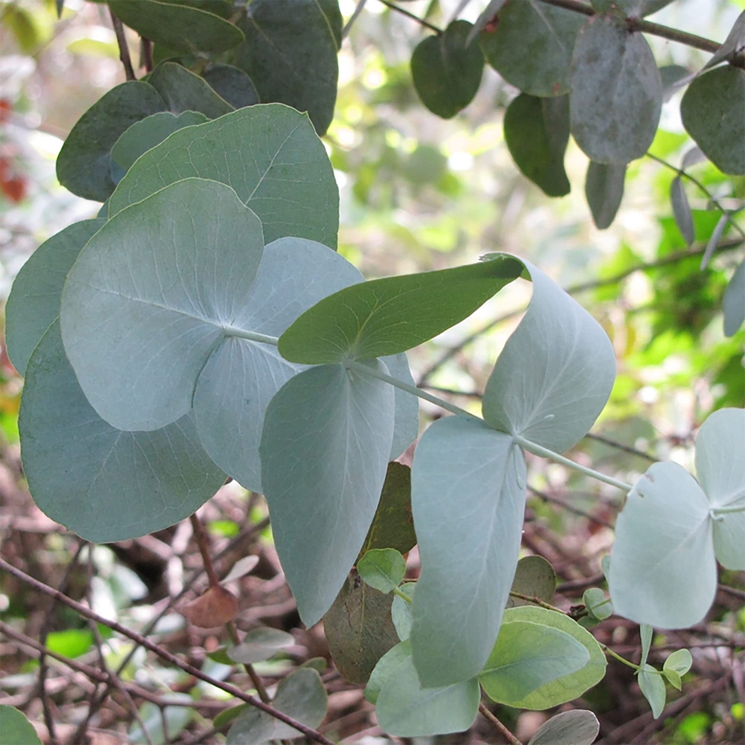 Eucalyptus Seeds - Silver Dollar