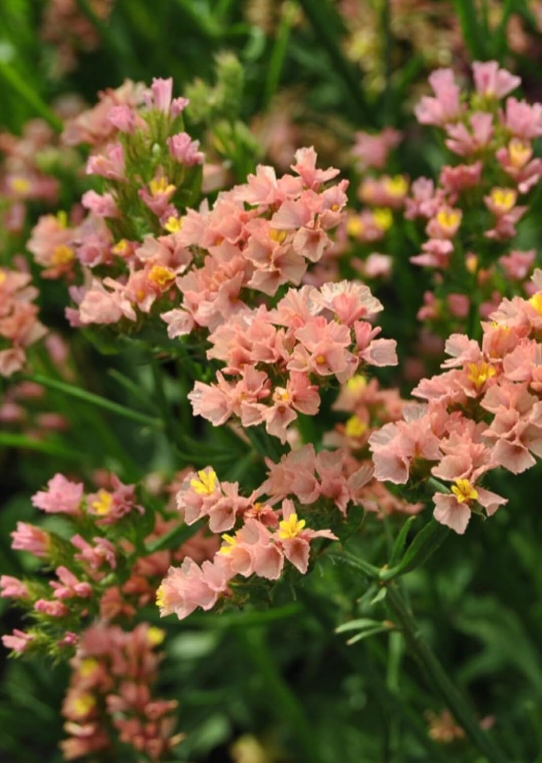 Organic Limonium Sinuatum Flower Seeds for Planting – Heirloom, Non-GMO for planting in your garden.