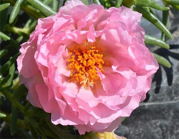 Rosa Flower Seeds for Planting – Classic Rose Variety