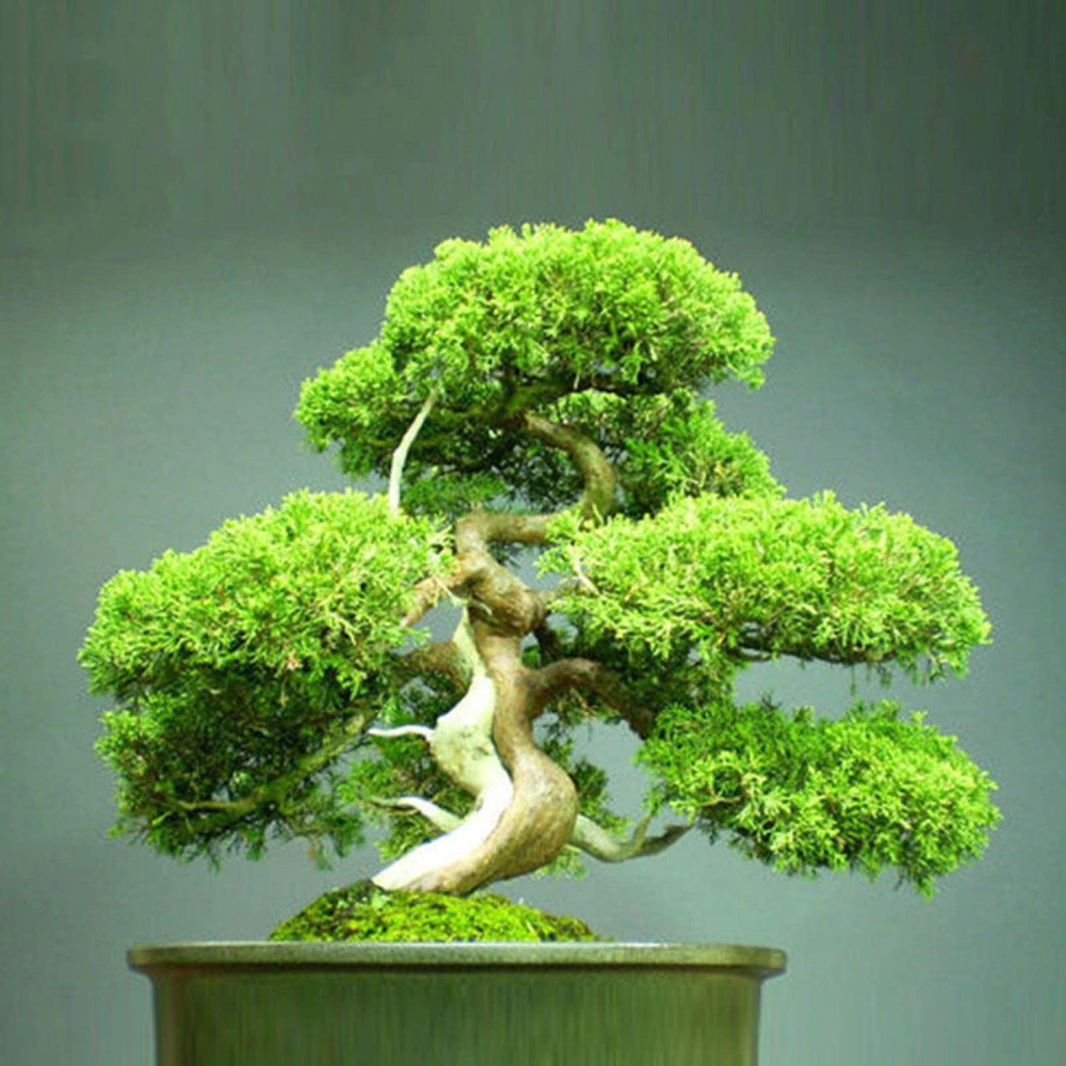 BONSAI PINE TREE SEEDS rare exotic home garden mini dwarf SELLER TRACK – Heirloom, Non-GMO, High Germination Organic Garden Seeds