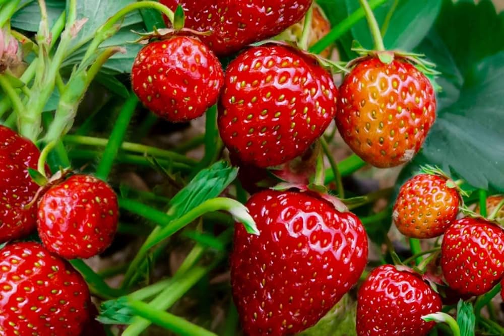 Everbearing Strawberry Seeds Fragaria × ananassa for Planting in Vegetable Patch & Garden