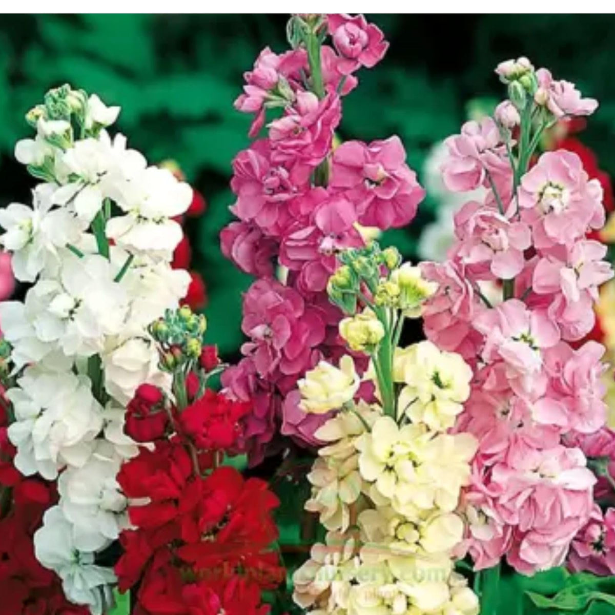 Matthiola Incana Seeds – Fragrant Garden Blooms – Dharaseeds