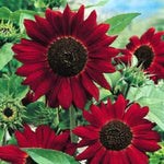 Red sunflower – Helianthus annuus – bold flower seed