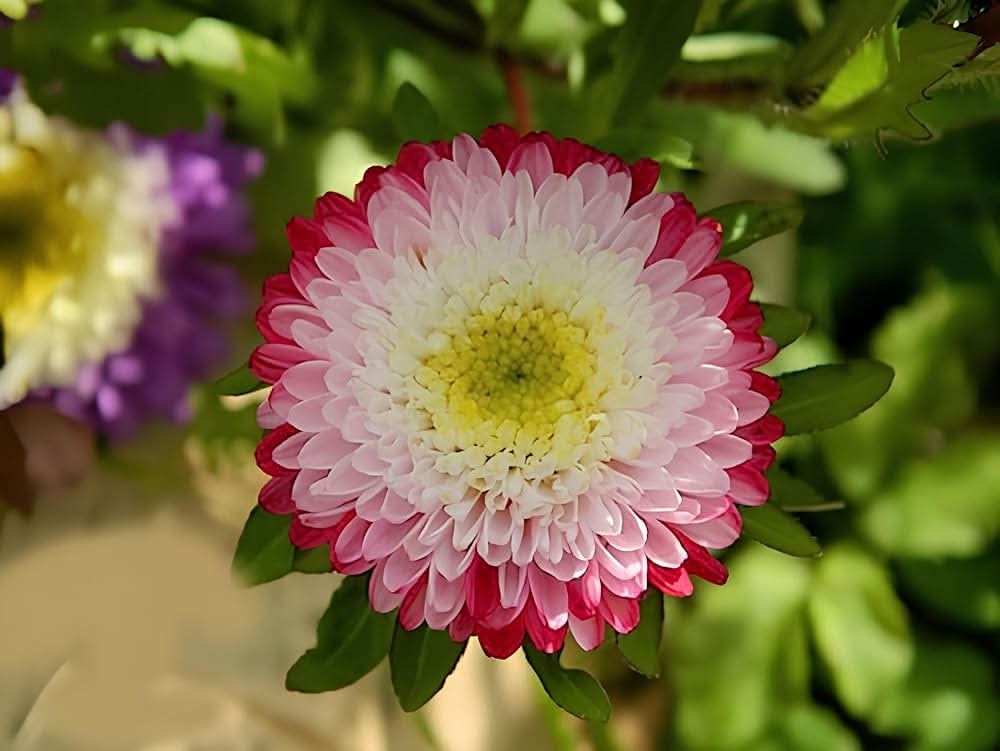 Aster White Rainbow Chrysanthemum Perennial  Flowering Seeds For Planting