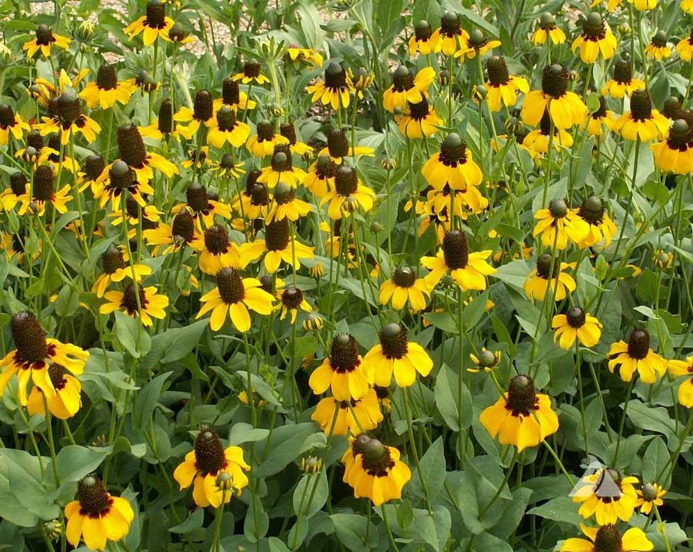 Clasping Coneflower Seeds – for Vibrant Wildflower Gardens