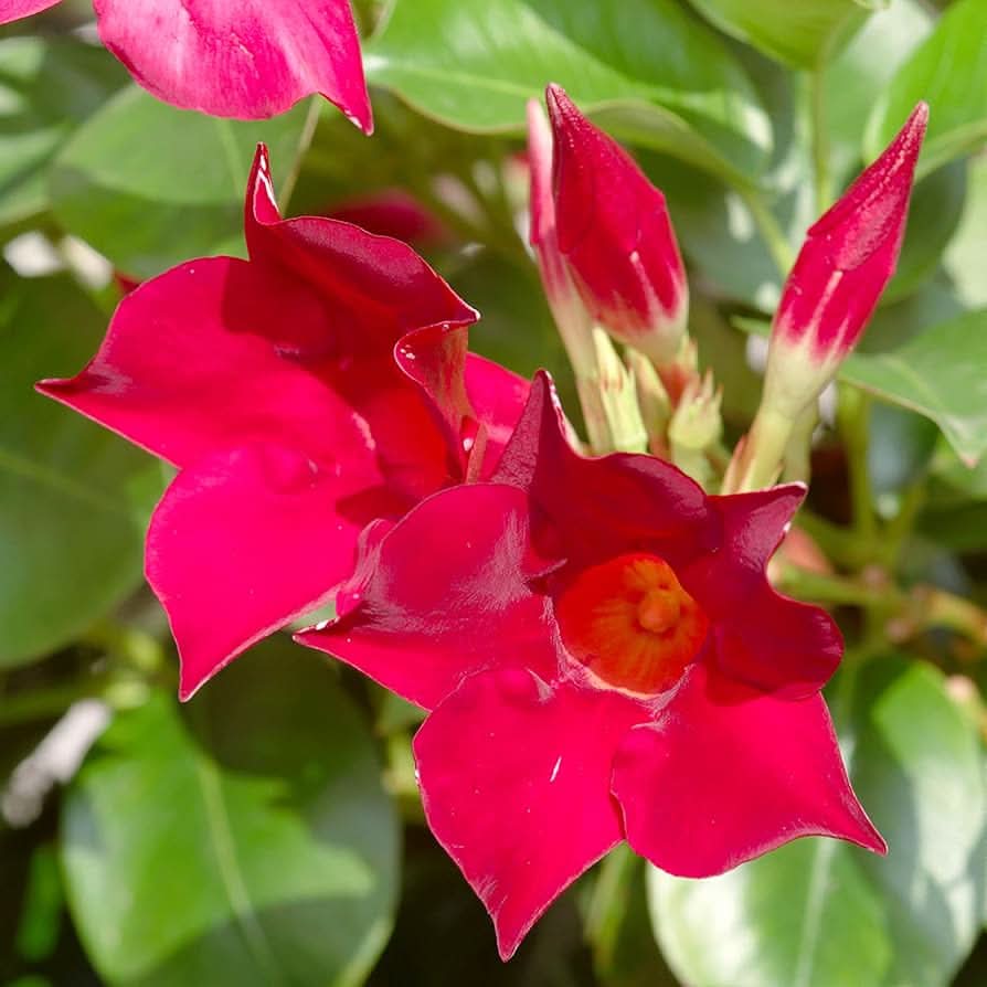 Mandevilla Mandevilla Sanderi climbing flower seeds for planting in vertical garden trellises and home fences