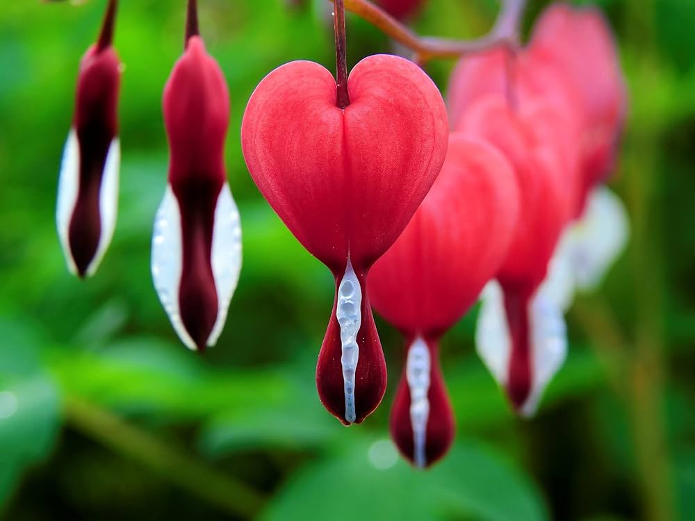 Bicuculline Dicentra Spectabilis, Flowering Seeds For Planting Ornamental Garden and Woodland